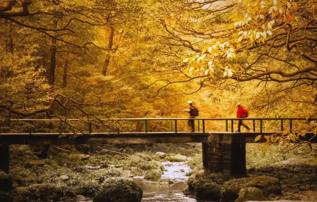 waktu terbaik ke zhangjiajie di musim gugur dengan pemandangan hutan keemasan dan jalur jalan kaki yang tenang