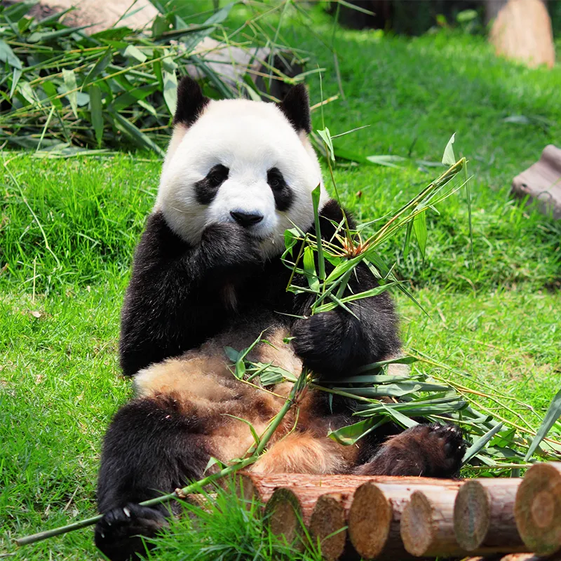 Chengdu Research Base of Giant Panda Breeding