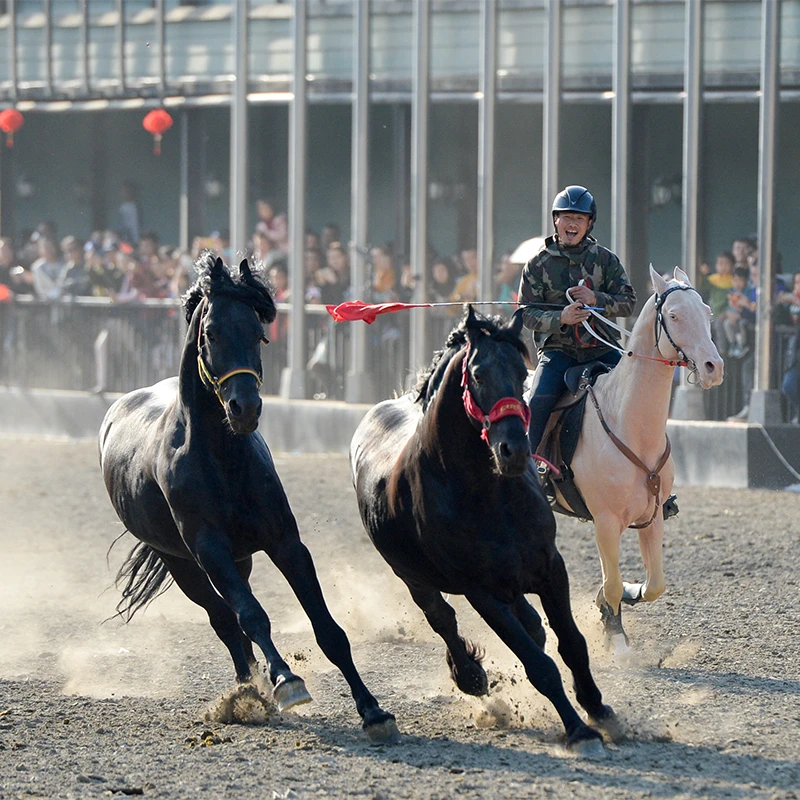 Kuda Akhal-Teke keemasan di Ancient Ecological Park, Urumqi