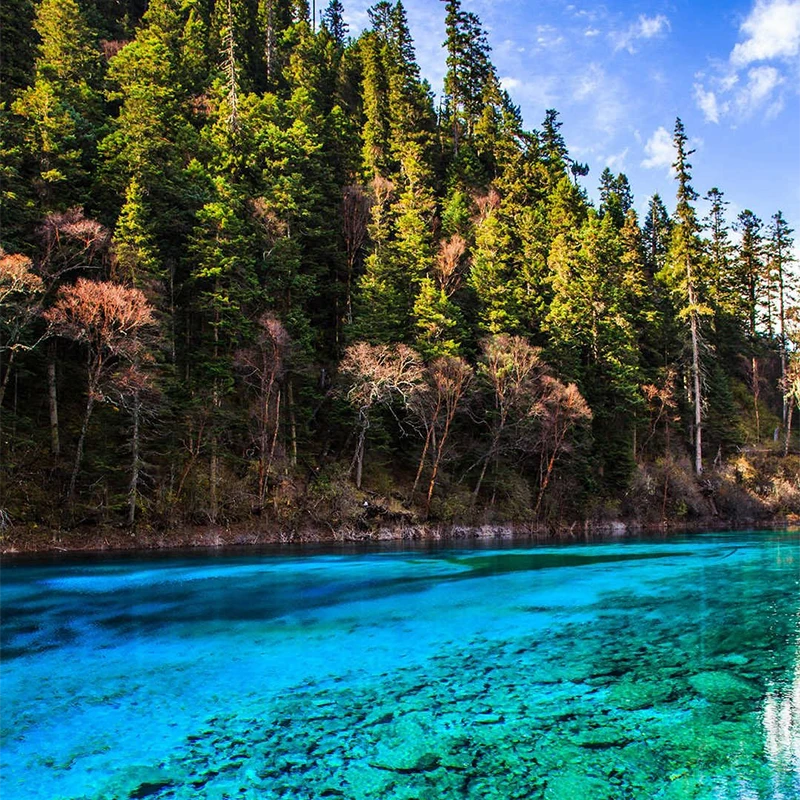 Danau Lima Bunga di Jiuzhaigou dengan batang pohon tumbang di bawah air berwarna pirus