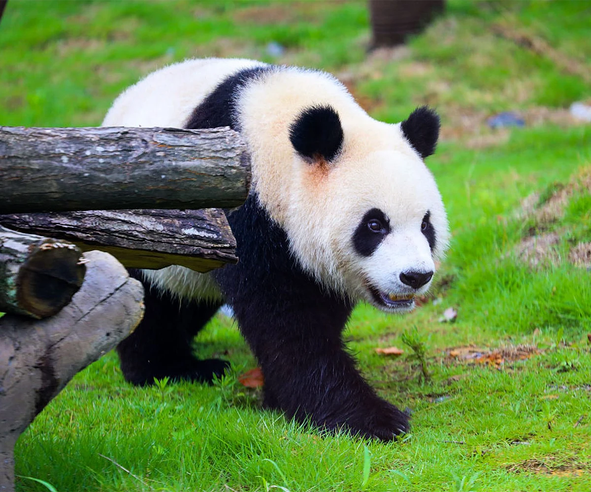 Wisata ramah Muslim Chengdu