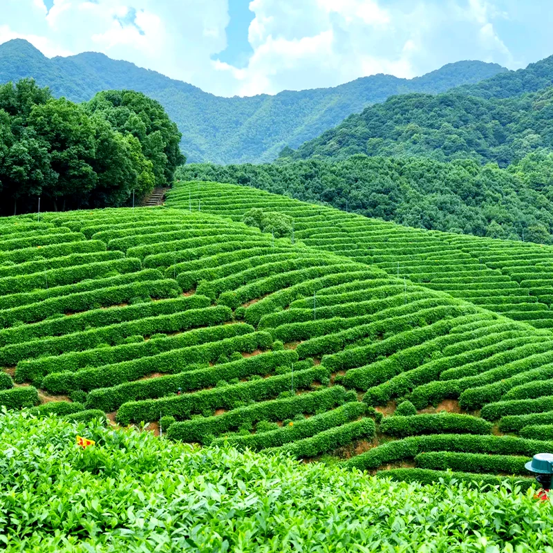 Kebun teh Longjing berundak di Desa Teh Meijiawu, Hangzhou