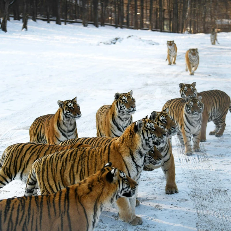Harimau Siberia di kandang bersalju di Taman Harimau Siberia, Harbin