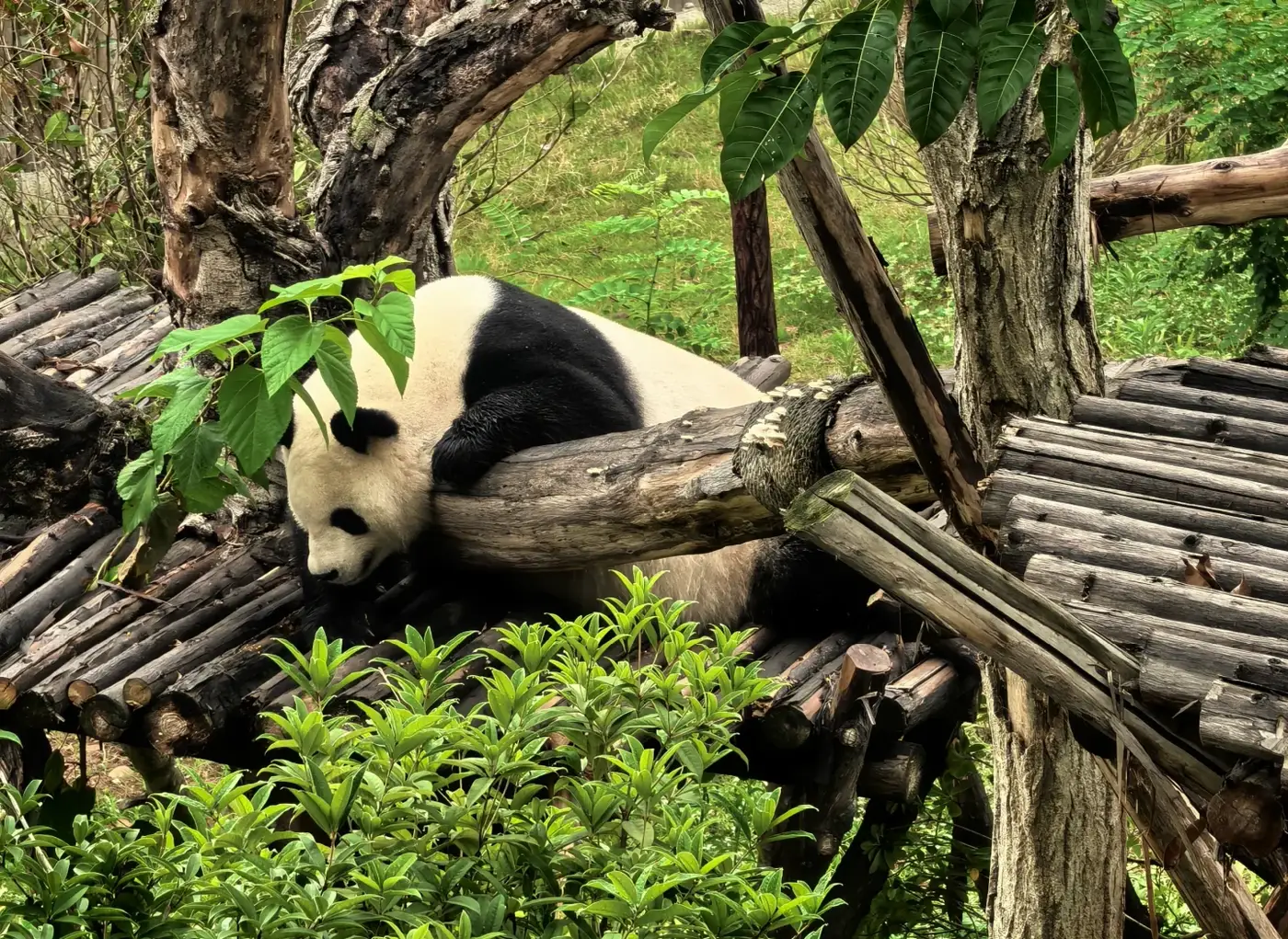 Panda raksasa beristirahat di panjatan kayu di pusat panda Chengdu